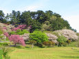 新緑と八重桜/青島