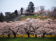 船岡城址と一目千本桜