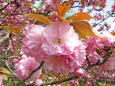 八重桜/青島