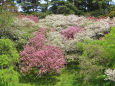 新緑と八重桜2/青島