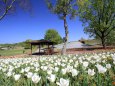 まんのう公園に咲く花たち