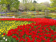 新緑と花の昭和記念公園