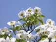 花水木(ハナミズキ)白