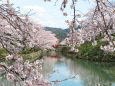 桜満開/鹿野城跡公園6