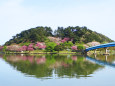 新緑と八重桜3/青島