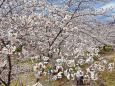 小諸・懐古園の桜