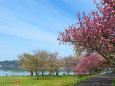 八重桜と湖山池/青島
