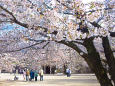 松代城跡の桜