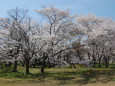 桜の木の下で 2