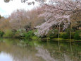 龍安寺・鏡容池畔の桜