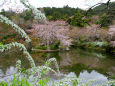 龍安寺・鏡容池の桜と雪柳