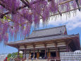 西新井大師本堂と藤の花