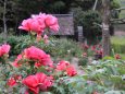 水車小屋と牡丹の花