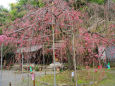 平野神社・八重紅枝垂