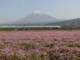 レンゲ畑と新幹線・富士山