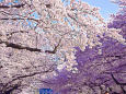 上野公園の桜