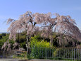 御池の滝桜・弐