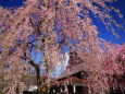 小京都角館のしだれ桜