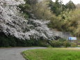 桜とトンネル