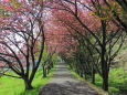 八重桜と新緑の散歩道2