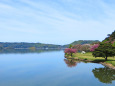 穏やかな春の湖山池