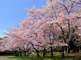 泉北ニュータウンの桜・#5