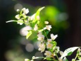 散歩道の花たち