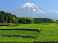 富士山と茶畑