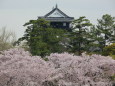 桜と天守閣