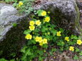 登山道に咲いていた花