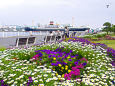 山下公園を彩る花々