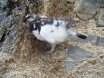 燕岳の雄雷鳥