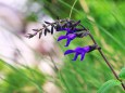 散歩道の花たち