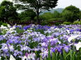 花菖蒲園の風景