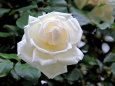 純白のバラ