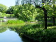 初夏の公園風景