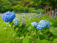 紫陽花と花菖蒲