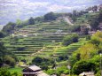 小豆島安田地区の棚田