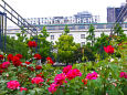 山下公園の薔薇