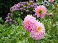 ダリア,紫陽花を背景にして