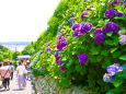 成就院・参道の紫陽花