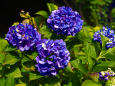 成就院の紫陽花