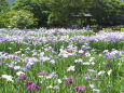 花菖蒲園の風景