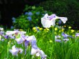 梅雨の晴れ間のハナショウブ