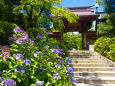 高幡不動尊・山門の紫陽花