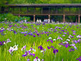 本土寺の花菖蒲