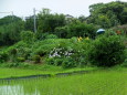 梅雨の風景