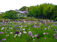 松戸・本土寺の菖蒲園