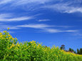 遅咲きの菜の花と初夏の雲 2
