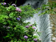 紫陽花と銀色の滝